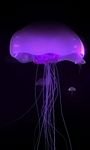 pic for  Jellyfish